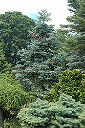 Dwarf Noble Fir (Abies procera 'Compacta') at A Very Successful Garden Center