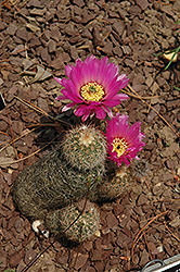 Lace Cactus (Echinocereus reichenbachii) at A Very Successful Garden Center