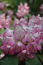 Bravo Rhododendron (Rhododendron 'Bravo') at A Very Successful Garden Center