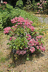 Carol Mountain Laurel (Kalmia latifolia 'Carol') at A Very Successful Garden Center