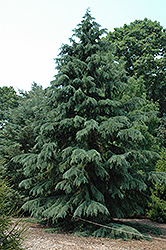 Deodar Cedar (Cedrus deodara) at A Very Successful Garden Center