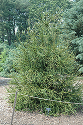 Araucarioides Japanese Cedar (Cryptomeria japonica 'Araucarioides') at A Very Successful Garden Center