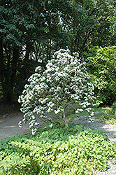 Mountain Laurel (Kalmia latifolia) at A Very Successful Garden Center