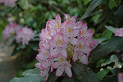 Independence Rosebay Rhododendron (Rhododendron maximum 'Independence') at A Very Successful Garden Center