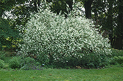 Tricolor Willow (Salix integra 'Tricolor') at Stonegate Gardens