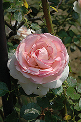 Eden Rose (Rosa 'Meiviolin') at A Very Successful Garden Center
