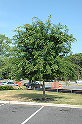 Central Park Splendor Elm (Ulmus parvifolia 'Central Park Splendor') at Stonegate Gardens