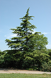Viridis Deodar Cedar (Cedrus deodara 'Viridis') at Stonegate Gardens
