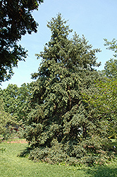 Luiang Spruce (Picea likiangensis) at A Very Successful Garden Center
