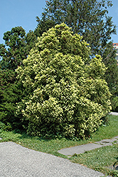 Sekkan Japanese Cedar (Cryptomeria japonica 'Sekkan Sugi') at Stonegate Gardens