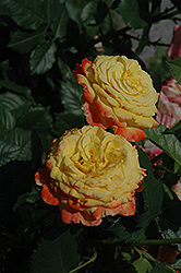 Garden Joy Rose (Rosa 'Garden Joy') at Lakeshore Garden Centres