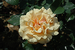 Caramella Fairytale Rose (Rosa 'KORkinteral') at A Very Successful Garden Center