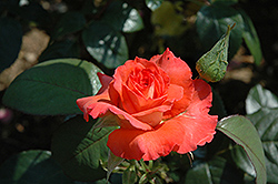 Folklore Rose (Rosa 'Folklore') at A Very Successful Garden Center