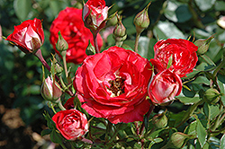Planten un Blomen (Rosa 'Planten un Blomen') at A Very Successful Garden Center