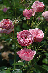 Pomponella Fairytale Rose (Rosa 'KORpompan') at Stonegate Gardens
