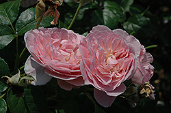 Strawberry Hill Rose (Rosa 'Strawberry Hill') at A Very Successful Garden Center
