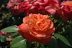 Orange Veranda Rose (Rosa 'Orange Veranda') at A Very Successful Garden Center