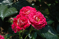 Cerise Veranda Rose (Rosa 'KORfloci24') at Lakeshore Garden Centres