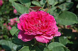 Sophy's Rose (Rosa 'Sophy's Rose') at A Very Successful Garden Center