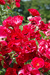 Ruby Vigorosa Rose (Rosa 'KORvillade') at A Very Successful Garden Center