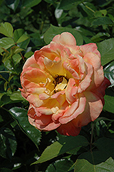 Speelwark Rose (Rosa 'Speelwark') at A Very Successful Garden Center