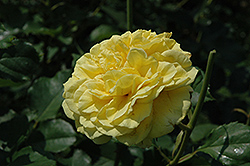 Golden Fairytale Rose (Rosa 'KORquelda') at Lakeshore Garden Centres
