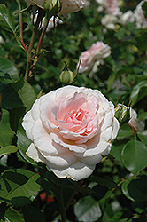 Elegant Fairytale Rose (Rosa 'KORterschi') at Stonegate Gardens