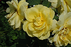 Roberta Bondar Rose (Rosa 'Roberta Bondar') at A Very Successful Garden Center