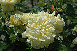 Dakota Sun Rose (Rosa 'Dakota Sun') at A Very Successful Garden Center