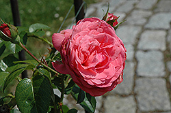 Rosanna Kordana Rose (Rosa 'KORpot042') at Stonegate Gardens