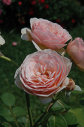 Sweet Juliet Rose (Rosa 'Sweet Juliet') at A Very Successful Garden Center