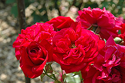 Illusion Rose (Rosa 'Illusion') at A Very Successful Garden Center