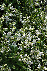 Western Whiteflower Penstemon (Penstemon pratensis) at Lakeshore Garden Centres