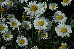 May Queen Shasta Daisy (Leucanthemum x superbum 'May Queen') at A Very Successful Garden Center