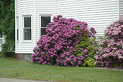 Purpureum Elegans Rhododendron (Rhododendron catawbiense 'Purpureum Elegans') at Lakeshore Garden Centres