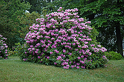 Grandiflorum Rhododendron (Rhododendron catawbiense 'Grandiflorum') at Stonegate Gardens