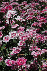 Elation Pink Pinks (Dianthus 'Elation Pink') at Stonegate Gardens