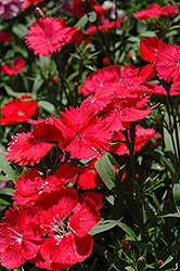 Elation Coral Pinks (Dianthus 'Elation Coral') at A Very Successful Garden Center