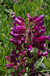 Rondo Purple Beard Tongue (Penstemon 'Rondo Purple') at A Very Successful Garden Center