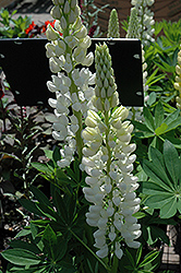 Russell White Lupine (Lupinus 'Russell White') at Stonegate Gardens