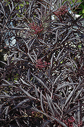 Black Lace Elder (Sambucus nigra 'Eva') at Lakeshore Garden Centres