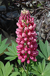 Gallery Red Lupine (Lupinus 'Gallery Red') at A Very Successful Garden Center