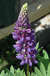 Gallery Blue Lupine (Lupinus 'Gallery Blue') at Lakeshore Garden Centres