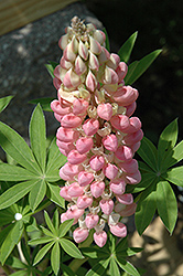 Russell Pink Shades Lupine (Lupinus 'Russell Pink Shades') at A Very Successful Garden Center
