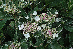 Mariesii Variegata Hydrangea (Hydrangea macrophylla 'Mariesii Variegata') at Lakeshore Garden Centres