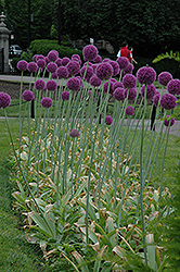 Gladiator Ornamental Onion (Allium 'Gladiator') at A Very Successful Garden Center