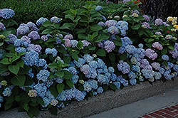 Nikko Blue Hydrangea (Hydrangea macrophylla 'Nikko Blue') at A Very Successful Garden Center