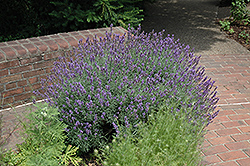 English Lavender (Lavandula angustifolia) at Stonegate Gardens