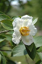 Japanese Stewartia (Stewartia pseudocamellia) at Lakeshore Garden Centres