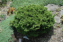 Tsukumo Falsecypress (Chamaecyparis pisifera 'Tsukumo') at A Very Successful Garden Center